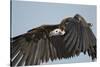 Lappet-Faced Vulture, Ngorongoro Conservation Area, Tanzania-Paul Souders-Stretched Canvas