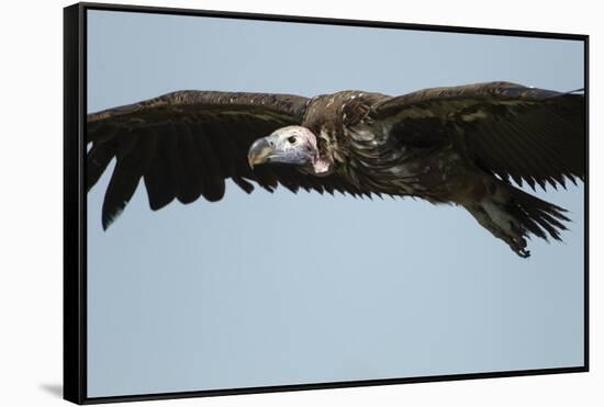 Lappet-Faced Vulture, Ngorongoro Conservation Area, Tanzania-Paul Souders-Framed Stretched Canvas