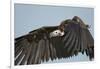 Lappet-Faced Vulture, Ngorongoro Conservation Area, Tanzania-Paul Souders-Framed Photographic Print