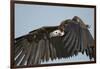 Lappet-Faced Vulture, Ngorongoro Conservation Area, Tanzania-Paul Souders-Framed Photographic Print