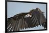 Lappet-Faced Vulture, Ngorongoro Conservation Area, Tanzania-Paul Souders-Framed Photographic Print