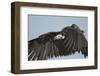 Lappet-Faced Vulture, Ngorongoro Conservation Area, Tanzania-Paul Souders-Framed Photographic Print