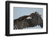 Lappet-Faced Vulture, Ngorongoro Conservation Area, Tanzania-Paul Souders-Framed Photographic Print