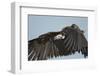 Lappet-Faced Vulture, Ngorongoro Conservation Area, Tanzania-Paul Souders-Framed Photographic Print