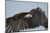 Lappet-Faced Vulture, Ngorongoro Conservation Area, Tanzania-Paul Souders-Mounted Photographic Print