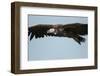 Lappet-Faced Vulture, Ngorongoro Conservation Area, Tanzania-Paul Souders-Framed Photographic Print