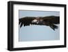 Lappet-Faced Vulture, Ngorongoro Conservation Area, Tanzania-Paul Souders-Framed Photographic Print