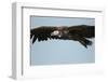 Lappet-Faced Vulture, Ngorongoro Conservation Area, Tanzania-Paul Souders-Framed Photographic Print