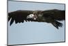 Lappet-Faced Vulture, Ngorongoro Conservation Area, Tanzania-Paul Souders-Mounted Photographic Print