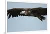 Lappet-Faced Vulture, Ngorongoro Conservation Area, Tanzania-Paul Souders-Framed Photographic Print