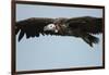 Lappet-Faced Vulture, Ngorongoro Conservation Area, Tanzania-Paul Souders-Framed Photographic Print