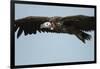 Lappet-Faced Vulture, Ngorongoro Conservation Area, Tanzania-Paul Souders-Framed Photographic Print