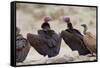 Lappet-Faced Vulture Pair of Adults at Waterhole-Alan J. S. Weaving-Framed Stretched Canvas