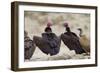 Lappet-Faced Vulture Pair of Adults at Waterhole-Alan J. S. Weaving-Framed Photographic Print