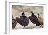 Lappet-Faced Vulture Pair of Adults at Waterhole-Alan J. S. Weaving-Framed Photographic Print