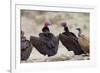 Lappet-Faced Vulture Pair of Adults at Waterhole-Alan J. S. Weaving-Framed Photographic Print