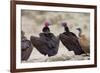 Lappet-Faced Vulture Pair of Adults at Waterhole-Alan J. S. Weaving-Framed Photographic Print