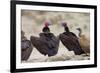 Lappet-Faced Vulture Pair of Adults at Waterhole-Alan J. S. Weaving-Framed Photographic Print