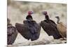 Lappet-Faced Vulture Pair of Adults at Waterhole-Alan J. S. Weaving-Mounted Photographic Print