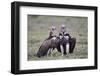 Lappet-Faced Vulture (Torgos Tracheliotus) Pair-James Hager-Framed Photographic Print