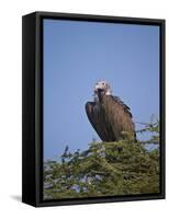 Lappet-Faced Vulture (Torgos Tracheliotus), Serengeti National Park, Tanzania, East Africa, Africa-James Hager-Framed Stretched Canvas