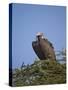 Lappet-Faced Vulture (Torgos Tracheliotus), Serengeti National Park, Tanzania, East Africa, Africa-James Hager-Stretched Canvas