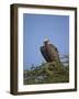Lappet-Faced Vulture (Torgos Tracheliotus), Serengeti National Park, Tanzania, East Africa, Africa-James Hager-Framed Photographic Print