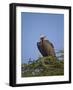 Lappet-Faced Vulture (Torgos Tracheliotus), Serengeti National Park, Tanzania, East Africa, Africa-James Hager-Framed Photographic Print