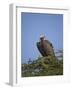 Lappet-Faced Vulture (Torgos Tracheliotus), Serengeti National Park, Tanzania, East Africa, Africa-James Hager-Framed Photographic Print