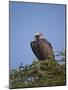 Lappet-Faced Vulture (Torgos Tracheliotus), Serengeti National Park, Tanzania, East Africa, Africa-James Hager-Mounted Photographic Print