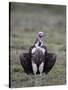 Lappet-Faced Vulture (Torgos Tracheliotus), Serengeti National Park, Tanzania, East Africa, Africa-James Hager-Stretched Canvas