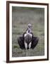 Lappet-Faced Vulture (Torgos Tracheliotus), Serengeti National Park, Tanzania, East Africa, Africa-James Hager-Framed Photographic Print