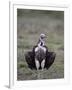 Lappet-Faced Vulture (Torgos Tracheliotus), Serengeti National Park, Tanzania, East Africa, Africa-James Hager-Framed Photographic Print