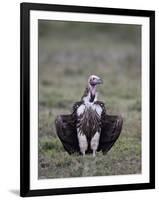 Lappet-Faced Vulture (Torgos Tracheliotus), Serengeti National Park, Tanzania, East Africa, Africa-James Hager-Framed Photographic Print