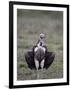 Lappet-Faced Vulture (Torgos Tracheliotus), Serengeti National Park, Tanzania, East Africa, Africa-James Hager-Framed Photographic Print