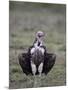 Lappet-Faced Vulture (Torgos Tracheliotus), Serengeti National Park, Tanzania, East Africa, Africa-James Hager-Mounted Photographic Print