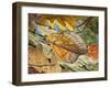 Lappet (Gastropacha Quercifolia), Lasiocampidae-null-Framed Giclee Print