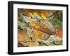 Lappet (Gastropacha Quercifolia), Lasiocampidae-null-Framed Giclee Print