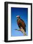 Lappetfaced Vulture against Blue Sky (Torgos Tracheliotus) South Africa-Johan Swanepoel-Framed Photographic Print