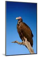 Lappetfaced Vulture against Blue Sky (Torgos Tracheliotus) South Africa-Johan Swanepoel-Mounted Photographic Print