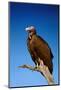 Lappetfaced Vulture against Blue Sky (Torgos Tracheliotus) South Africa-Johan Swanepoel-Mounted Photographic Print