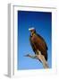 Lappetfaced Vulture against Blue Sky (Torgos Tracheliotus) South Africa-Johan Swanepoel-Framed Photographic Print