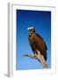 Lappetfaced Vulture against Blue Sky (Torgos Tracheliotus) South Africa-Johan Swanepoel-Framed Photographic Print