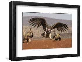 Lappetfaced vulture (Torgos tracheliotos) intimidating whitebacked vulture for food, KwaZulu-Natal-Ann and Steve Toon-Framed Photographic Print