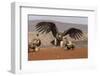 Lappetfaced vulture (Torgos tracheliotos) intimidating whitebacked vulture for food, KwaZulu-Natal-Ann and Steve Toon-Framed Photographic Print