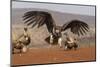 Lappetfaced vulture (Torgos tracheliotos) intimidating whitebacked vulture for food, KwaZulu-Natal-Ann and Steve Toon-Mounted Photographic Print