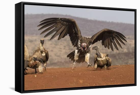 Lappetfaced vulture (Torgos tracheliotos) intimidating whitebacked vulture for food, KwaZulu-Natal-Ann and Steve Toon-Framed Stretched Canvas