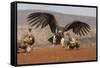 Lappetfaced vulture (Torgos tracheliotos) intimidating whitebacked vulture for food, KwaZulu-Natal-Ann and Steve Toon-Framed Stretched Canvas