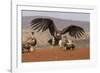 Lappetfaced vulture (Torgos tracheliotos) intimidating whitebacked vulture for food, KwaZulu-Natal-Ann and Steve Toon-Framed Photographic Print