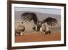 Lappetfaced vulture (Torgos tracheliotos) intimidating whitebacked vulture for food, KwaZulu-Natal-Ann and Steve Toon-Framed Photographic Print